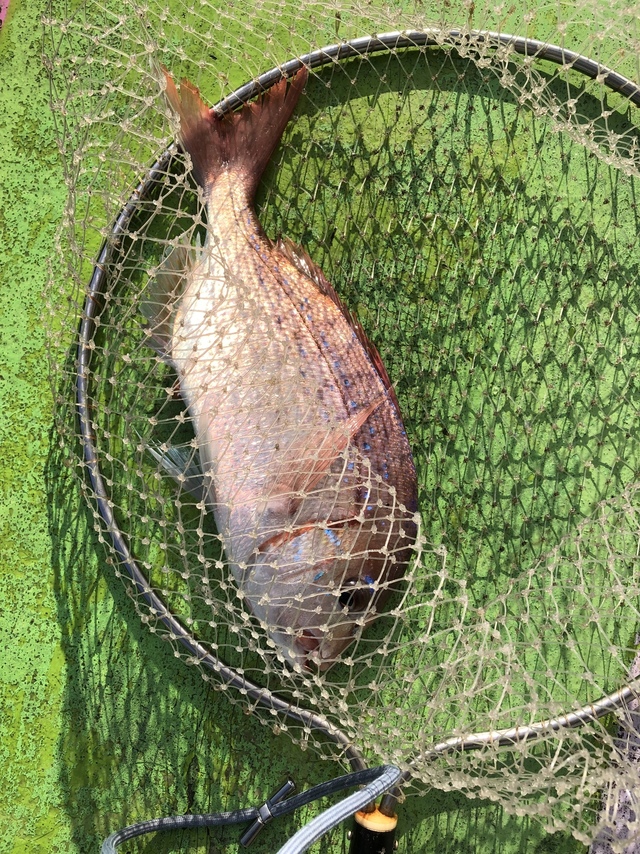 ハナダイ(チダイ)