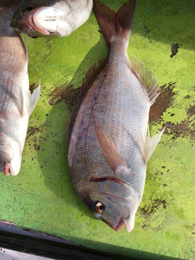 ハナダイ(チダイ)