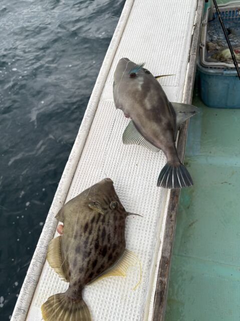 カワハギ・ウマヅラ(ウマヅラハギ)