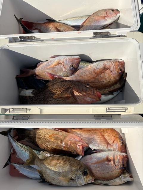 マダイ・オオモンハタ・メイチ(ハマフエフキ)・ビンタ(キハダ)・サバ(ゴマサバ)