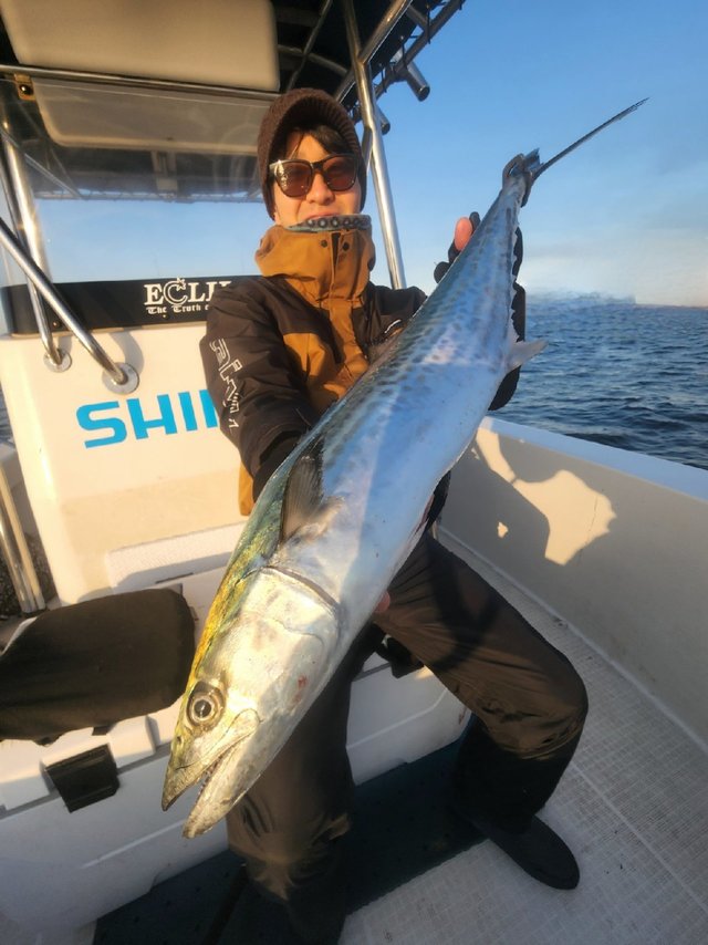 サゴシ(サワラ)