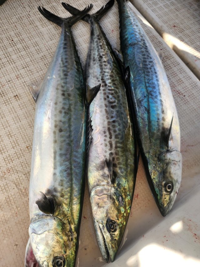 サゴシ(サワラ)