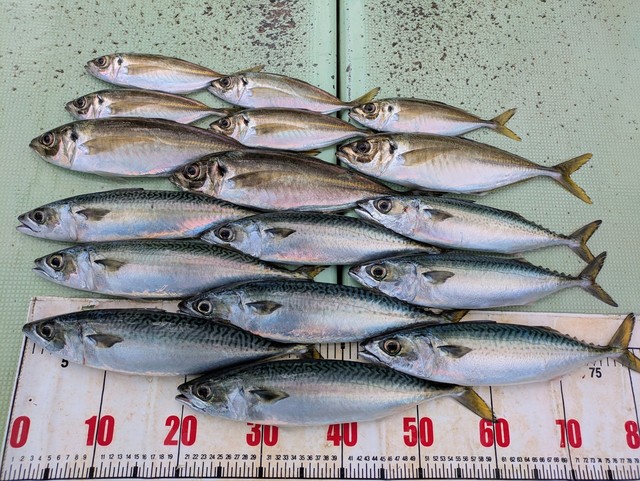 アジ(マアジ)・マサバ