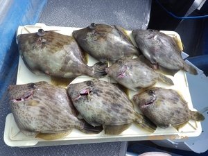 カワハギ