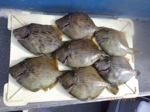 カワハギ