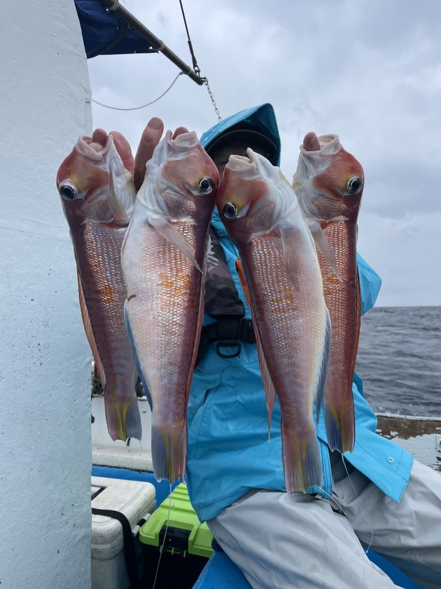 アマダイ(アカアマダイ)