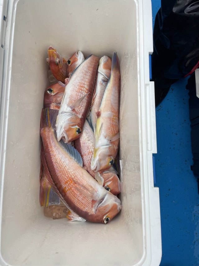 アマダイ(アカアマダイ)