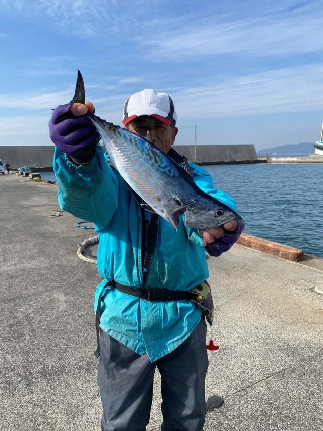 スマガツオ(スマ)