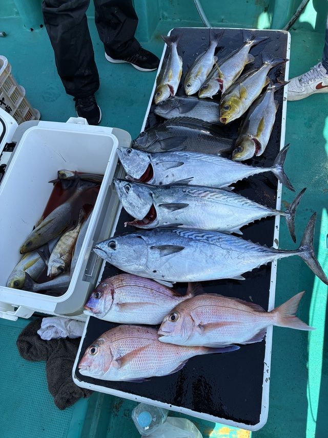 チダイ・グレ(メジナ)・ヤイトガツオ(スマ)