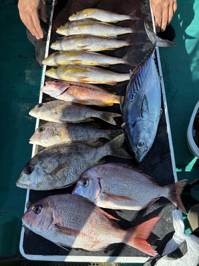 マダイ・チダイ・メイチダイ・ヤイトガツオ(スマ)