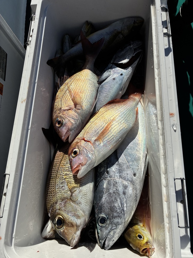 チダイ・メイチダイ・ヤイトガツオ(スマ)