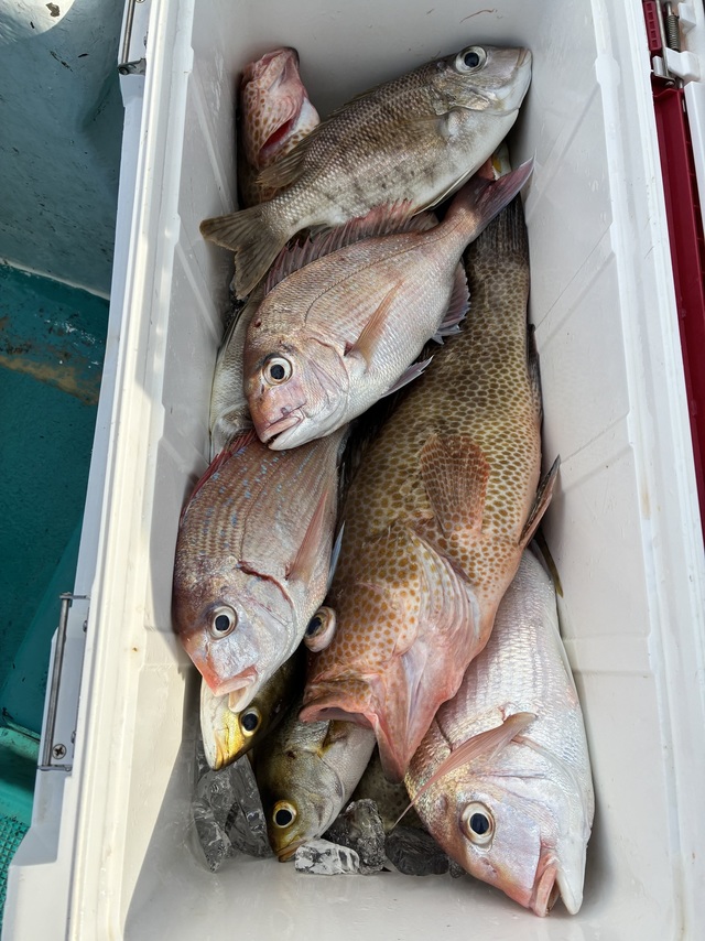 マダイ・チダイ・オオモンハタ・メイチダイ