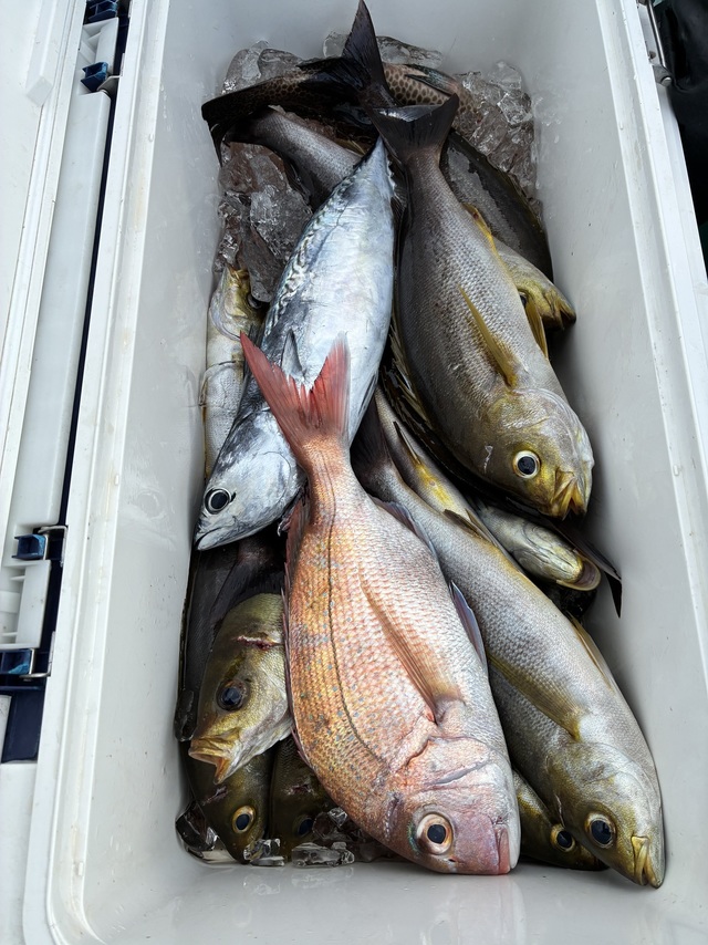 マダイ・ヤイトガツオ(スマ)