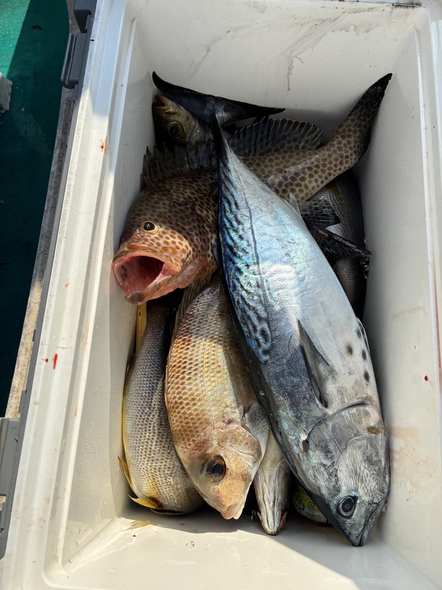 オオモンハタ・メイチダイ・ヤイトガツオ(スマ)