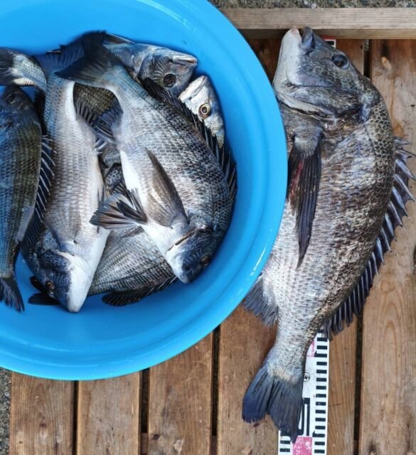 チヌ(クロダイ)