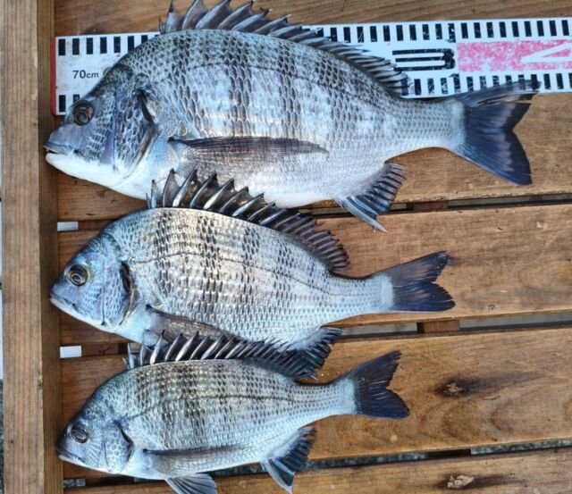 チヌ(クロダイ)