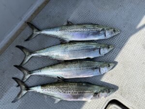 サゴシ(サワラ)