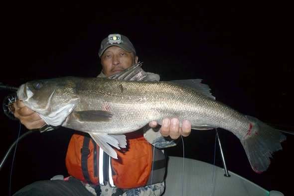 シーバス(スズキ)