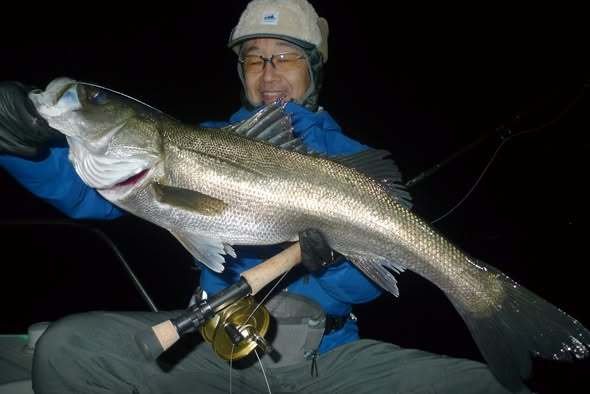 シーバス(スズキ)