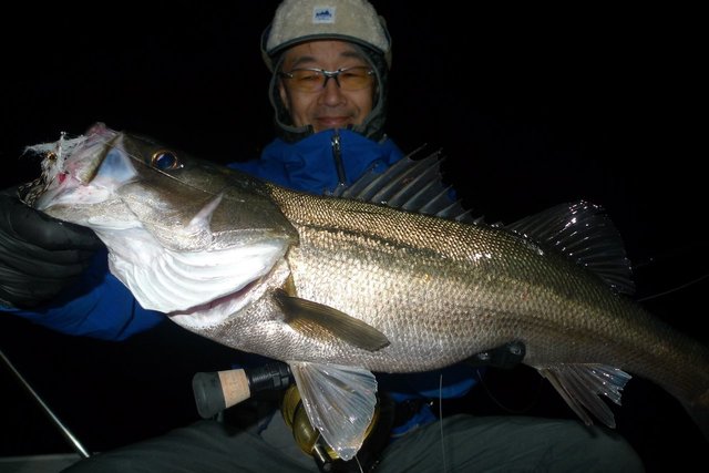 シーバス(スズキ)