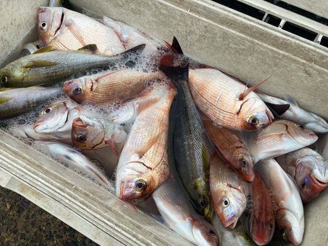 ハナダイ(チダイ)・イサキ