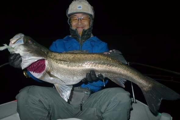 シーバス(スズキ)