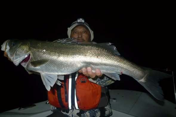 シーバス(スズキ)