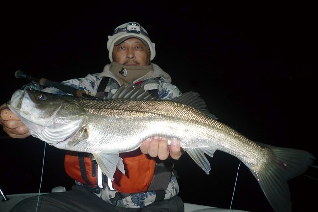 シーバス(スズキ)