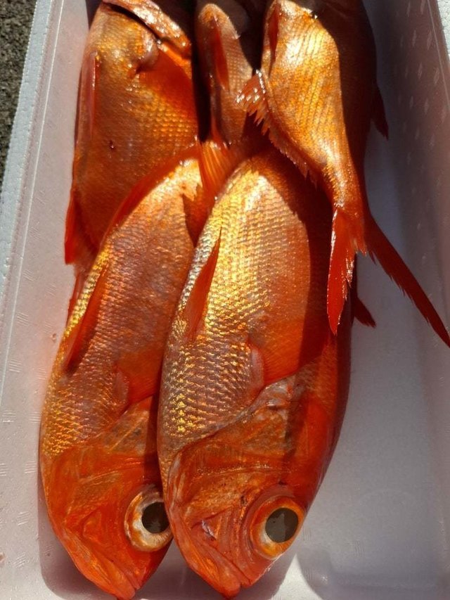 キンメ(キンメダイ)