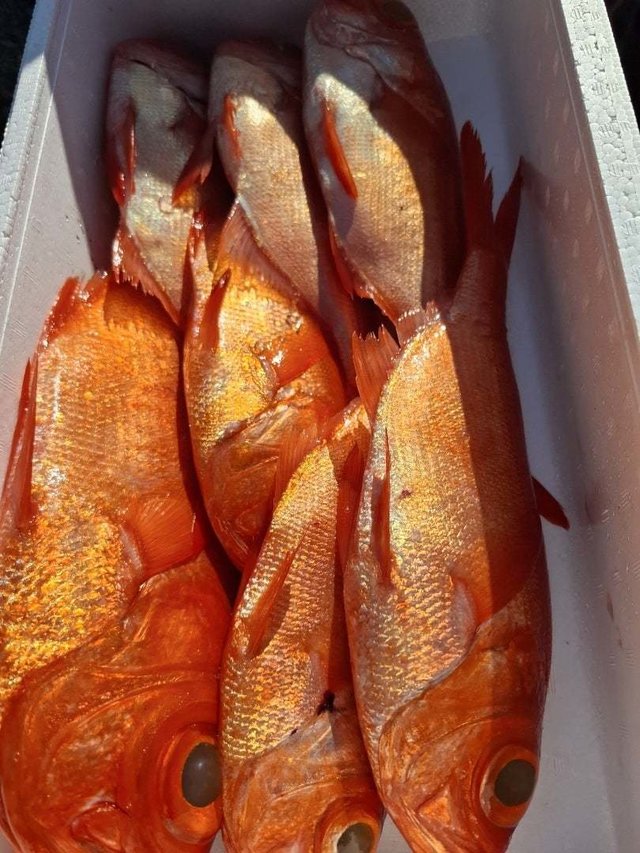 キンメ(キンメダイ)