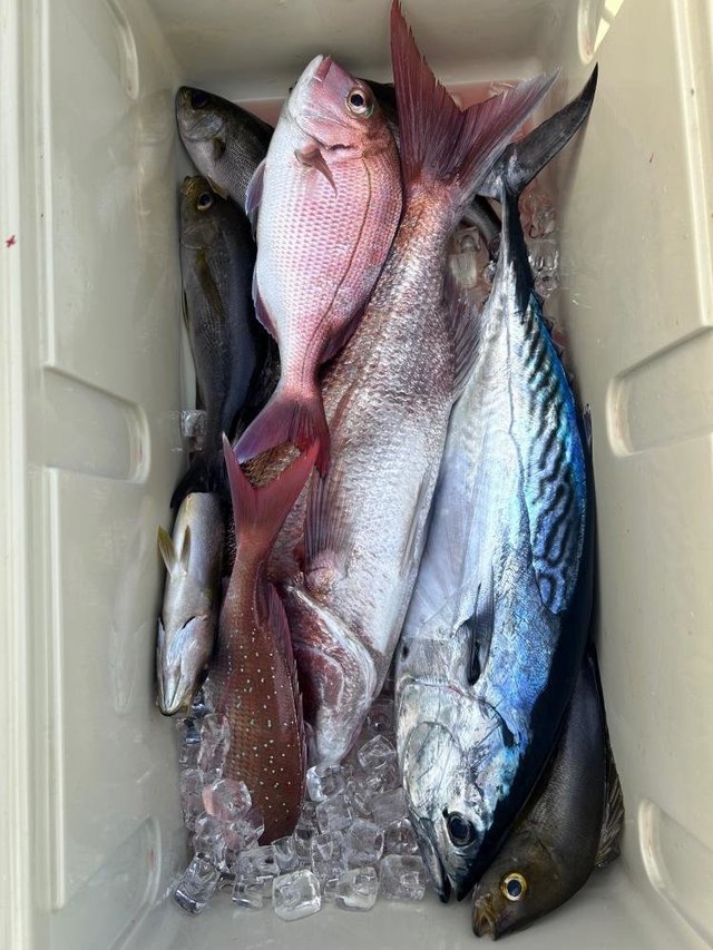 マダイ・シマアジ・サバ(ゴマサバ)