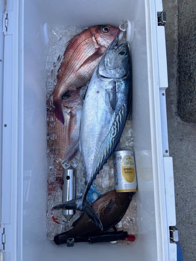 マダイ・サバ(ゴマサバ)