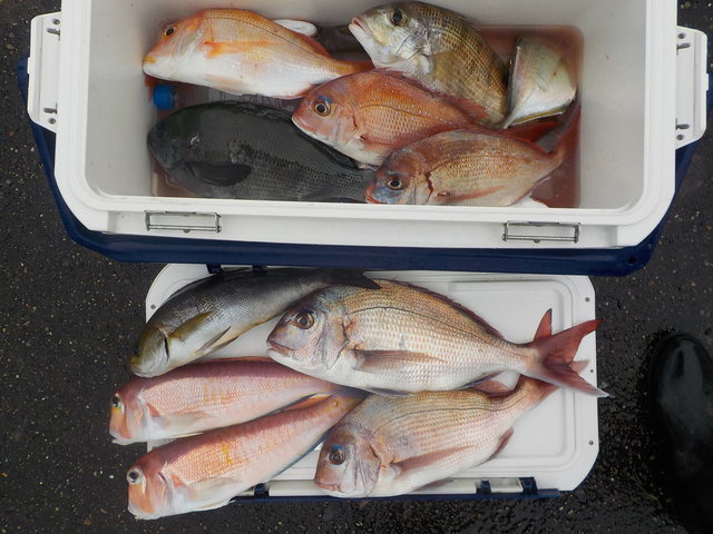 マダイ・アマダイ(アカアマダイ)