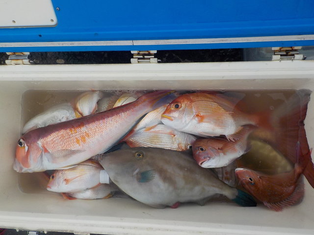 マダイ・アマダイ(アカアマダイ)