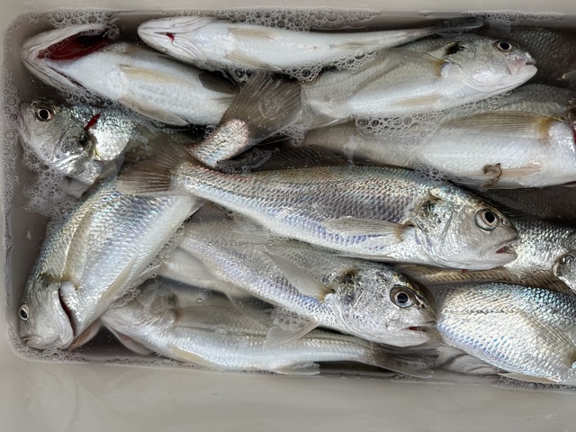 イシモチ(シログチ)