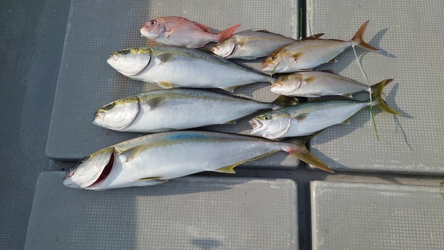 ヤズ(ブリ)・ヒラマサ