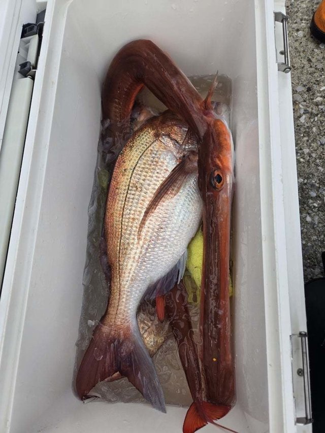 マダイ・ヤガラ(アカヤガラ)