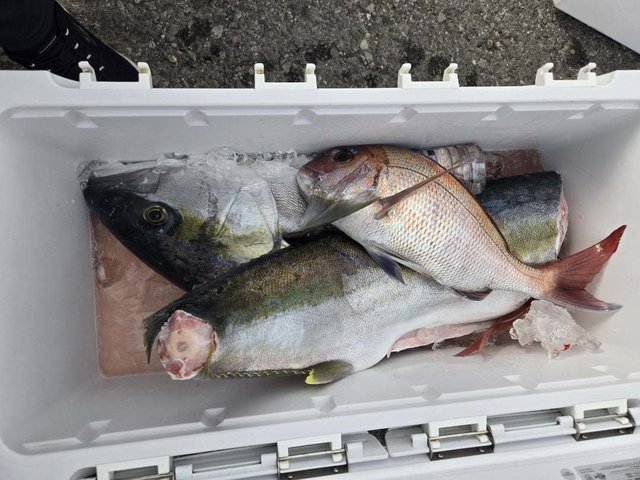 マダイ・ヒラマサ