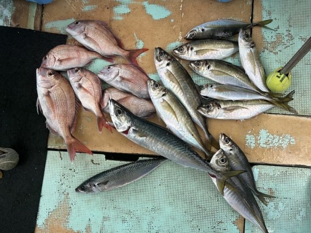 マダイ・マアジ・マサバ