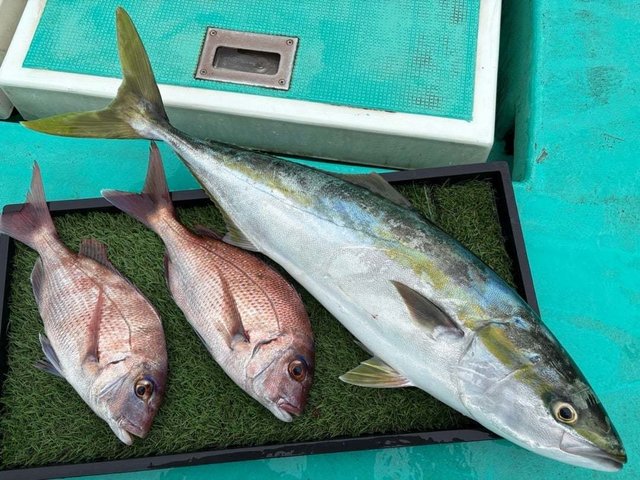 マダイ・ワラサ(ブリ)