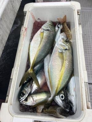 シマアジ