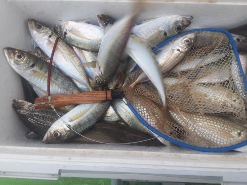 アジ(マアジ)・サバ(ゴマサバ)