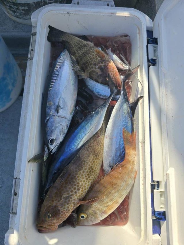 オオモンハタ・ソウダ(ヒラソウダ)