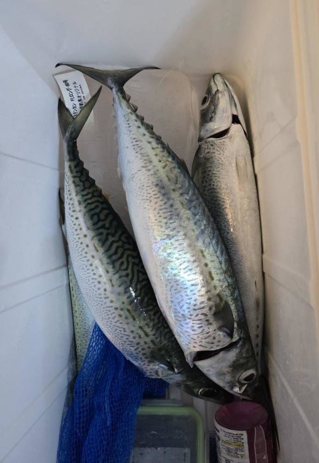 サバ(ゴマサバ)