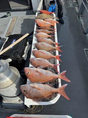 マダイ・コダイ(マダイ)・レンコ(キダイ)・チカメ(チカメキントキ)・ウマヅラ(ウマヅラハギ)