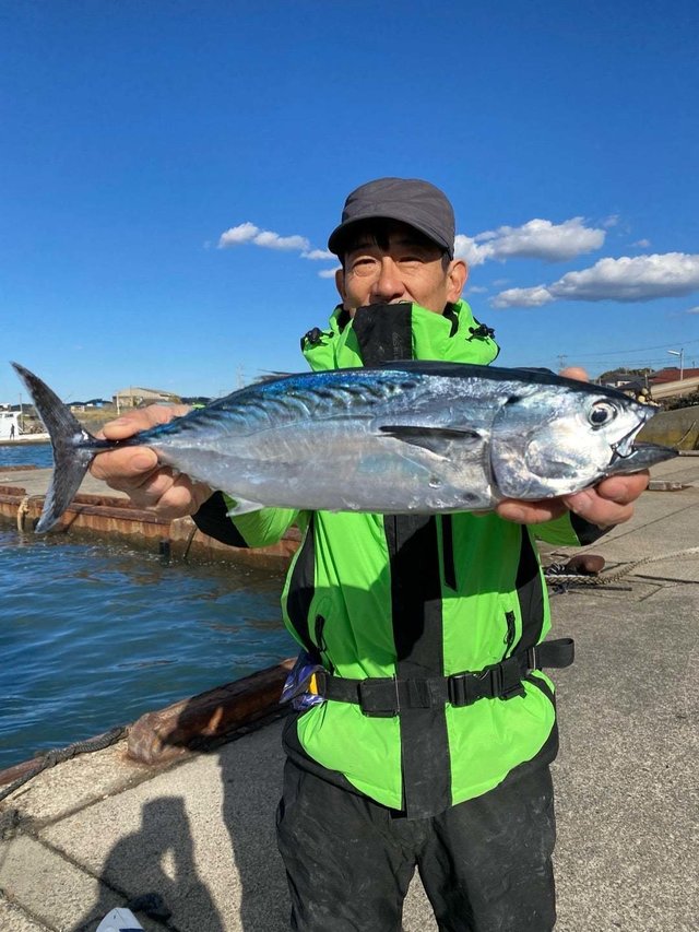 スマガツオ(スマ)