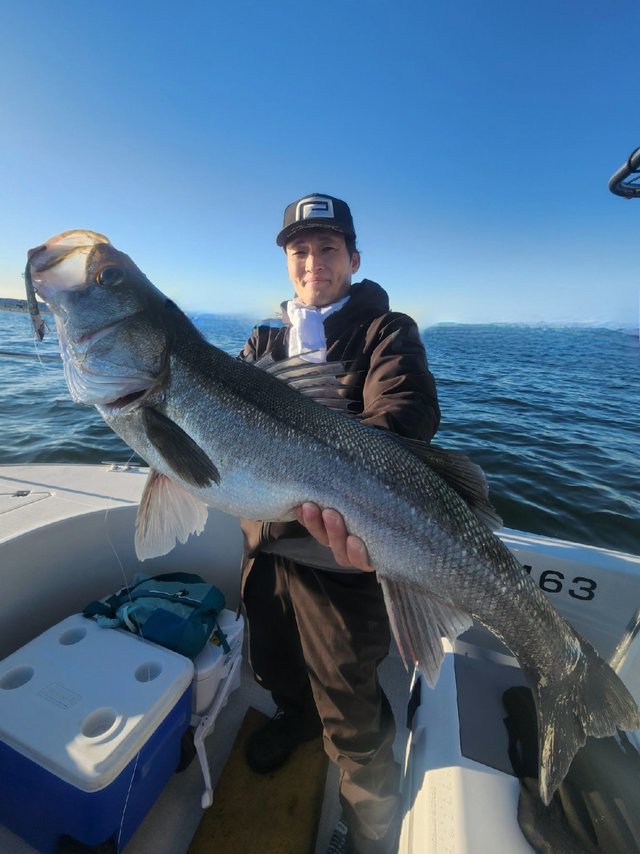 シーバス(スズキ)