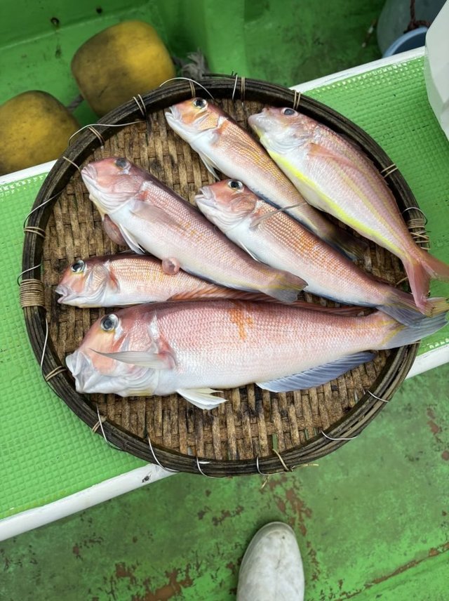 アマダイ(アカアマダイ)・イトヨリ(イトヨリダイ)