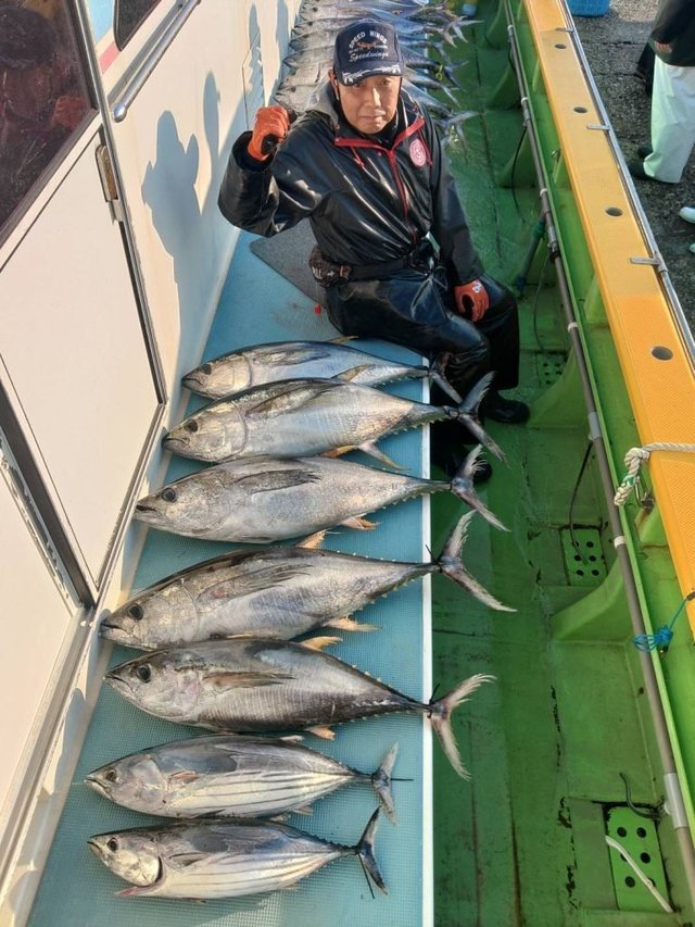 キメジ(キハダ)・カツオ