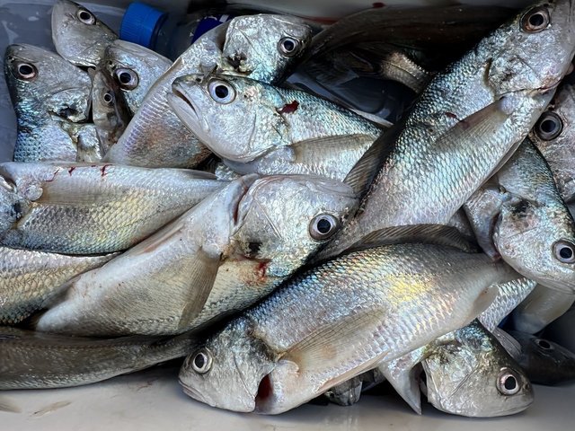 イシモチ(シログチ)